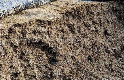 科學制作優質牛青貯飼料全攻略